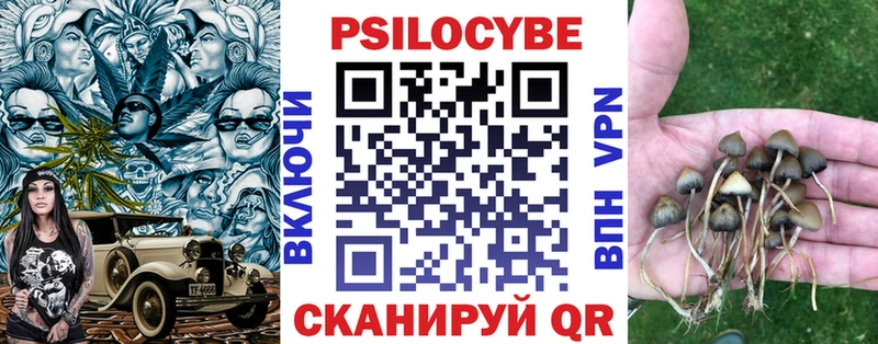 закладки  блэк спрут онион  Псилоцибиновые грибы мицелий  Шенкурск 